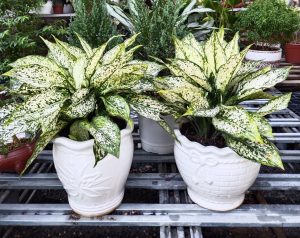 Công Ty Cho Thuê Cây Văn Phòng HCM Giá Rẻ - Lộc Nguyên